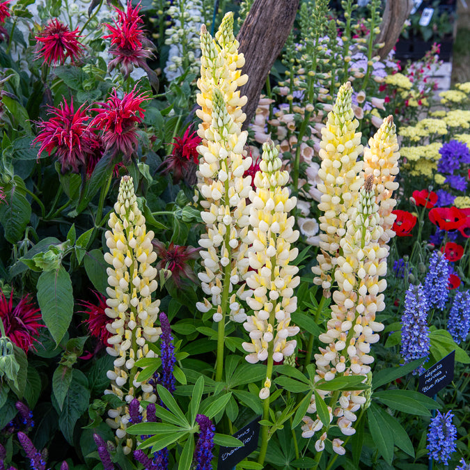 Bakker Chandelier lupin jaune vivace pot 9cm
