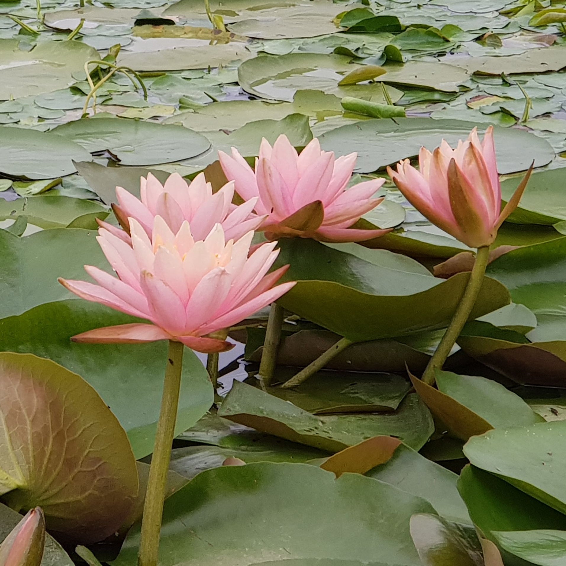 Bakker Plantes de bassin Nénuphar Colorado pot 11cm saumon