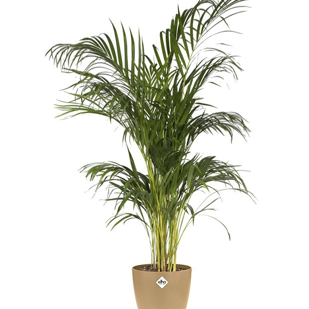 Elho Brussels cache-pot rond brun cookie Ø 18 cm