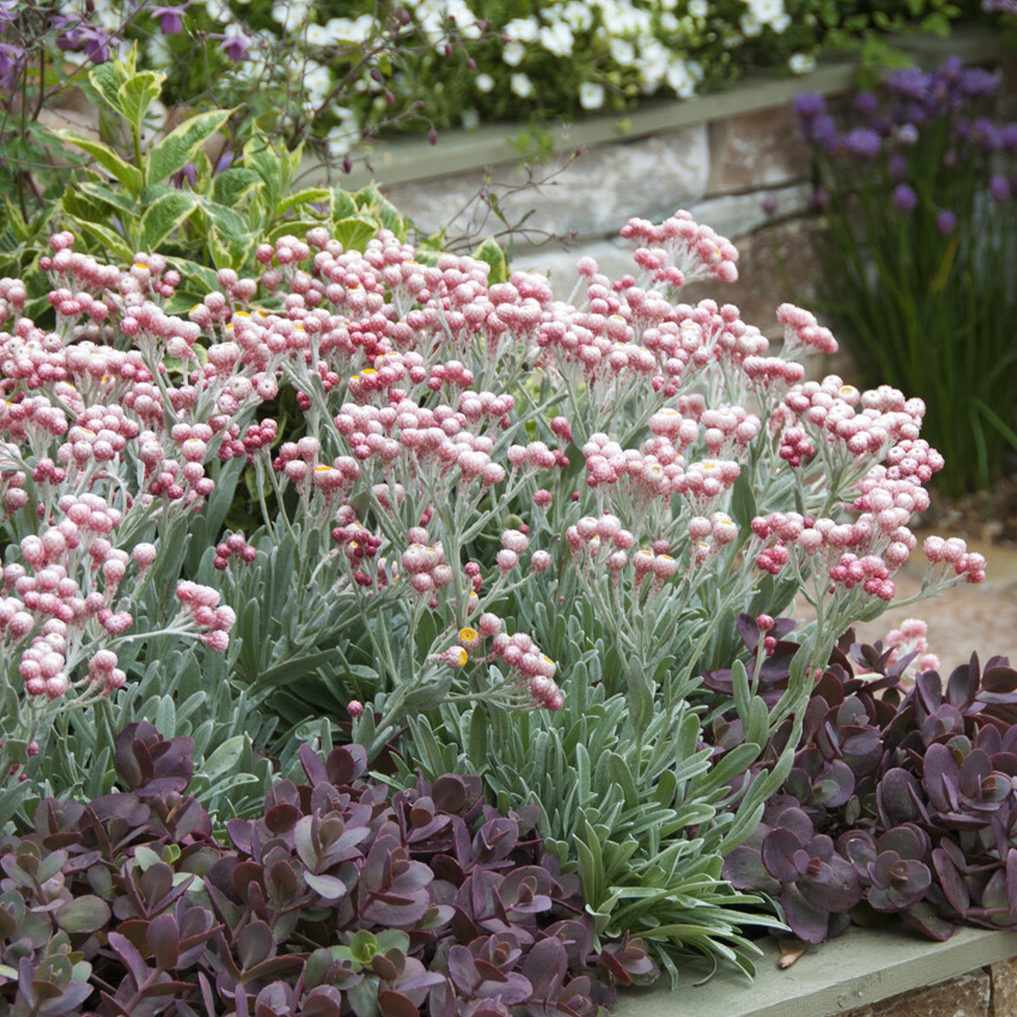 Bakker Vivaces Immortelle Corse Runy Cluster pot 9cm rose