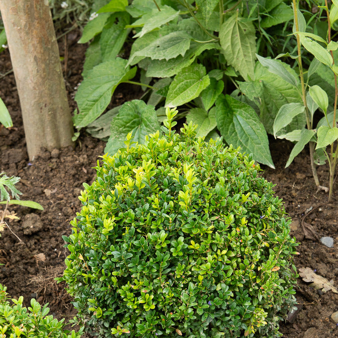 Bakker Buis boule Buxus pot 2L persistant 20 cm