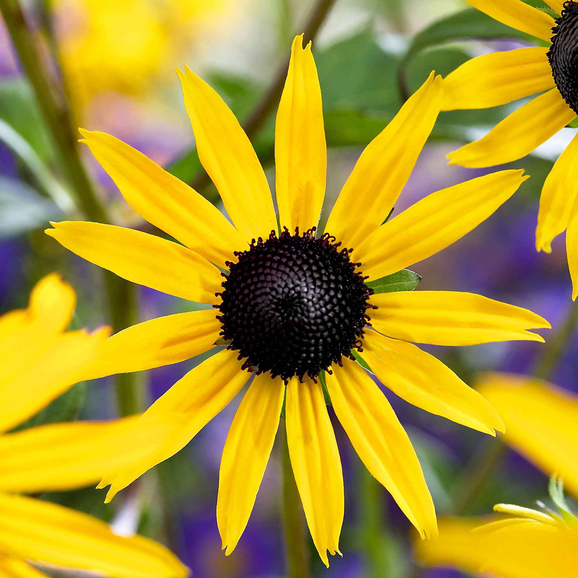 Bakker Goldsturm rudbeckia vivace pot 9cm fleur jaune