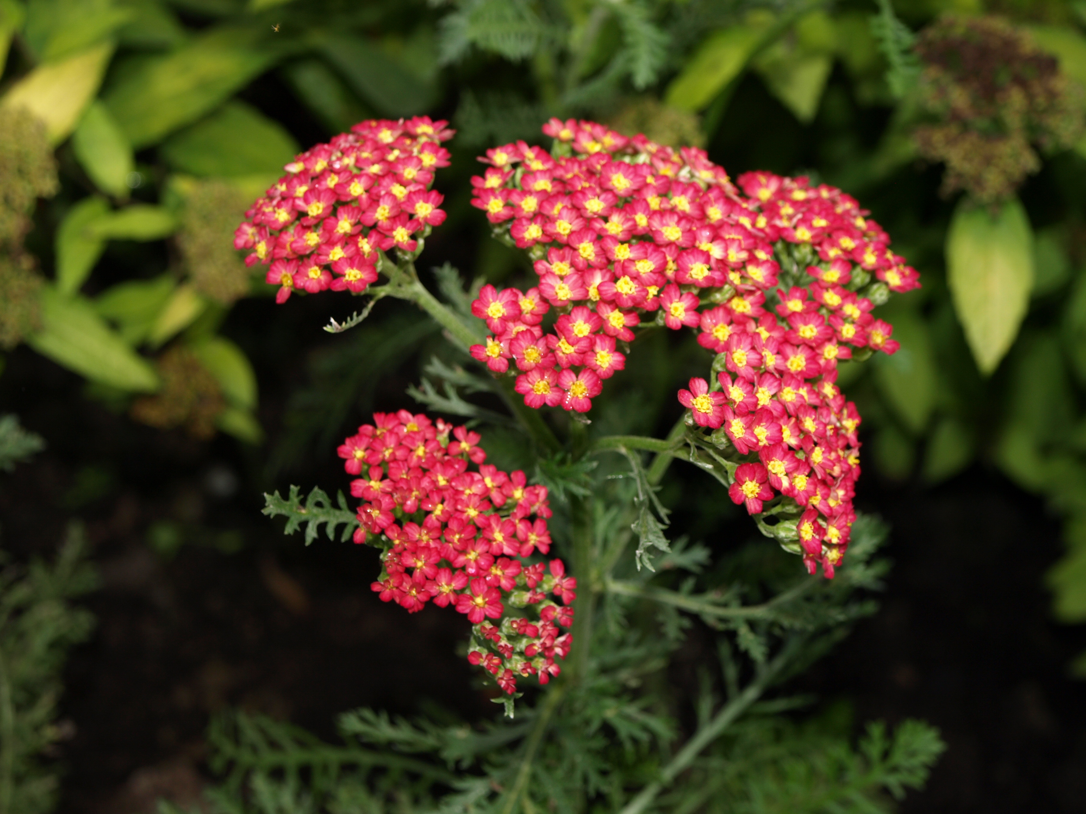 Passion Vivaces ACHILLEA millefolium Renata plante vivace godet soleil