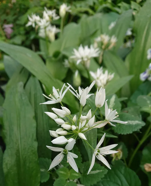 Passion Vivaces Allium ursinum ail des ours plante de jardin
