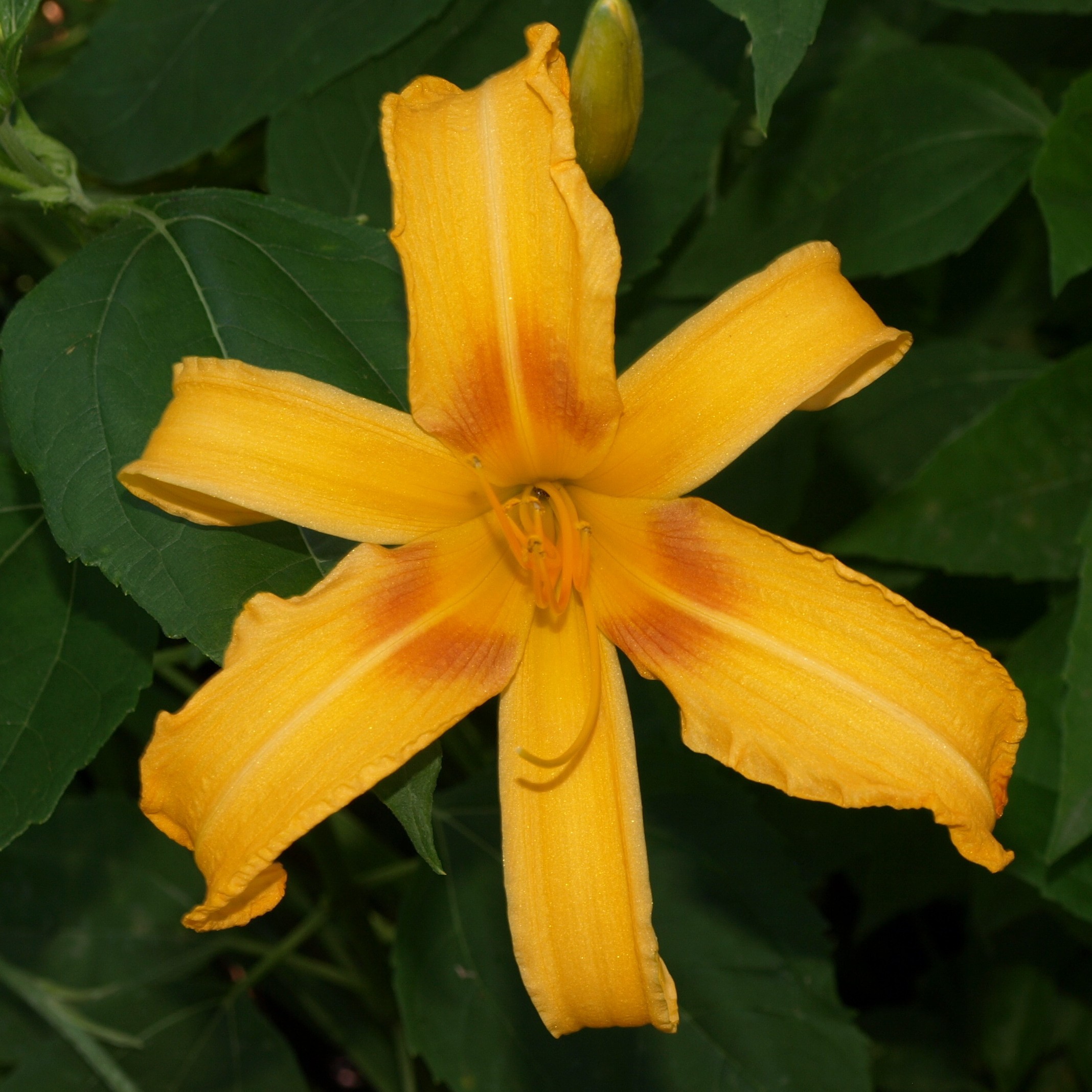 Passion Vivaces Hemerocallis Scorpio plante vivace jaune orangé pot 1L