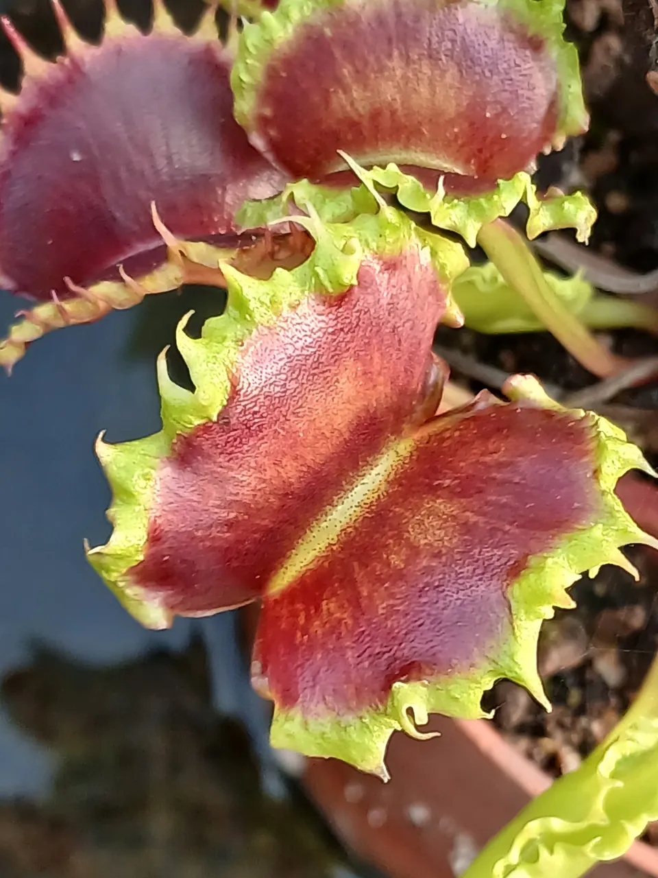 Carniflore Dionée Zipp attrape-mouche piège rouge pot 9 cm