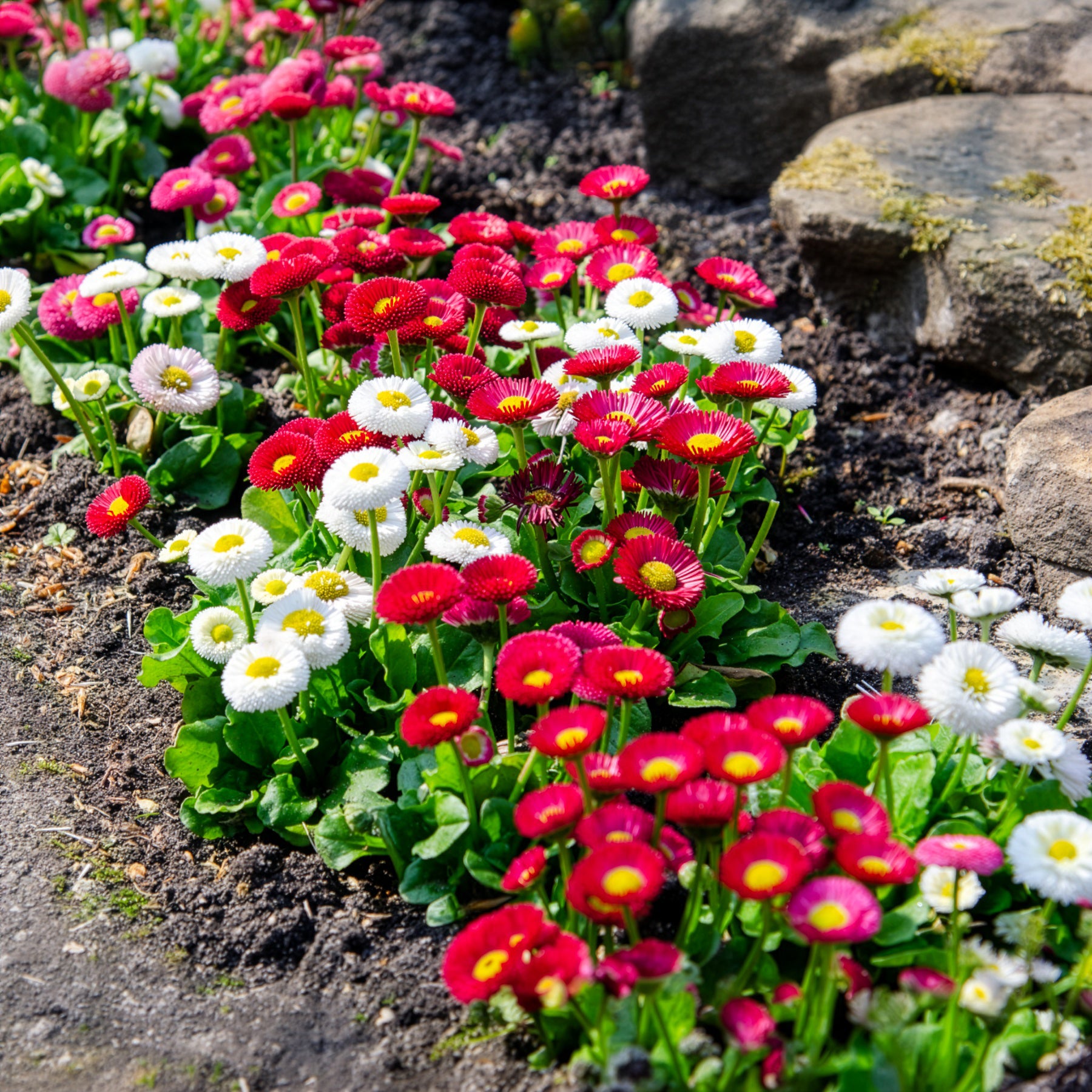 Bakker Pâquerettes en mélange plante vivace 2 pots Ø 9cm multicolore