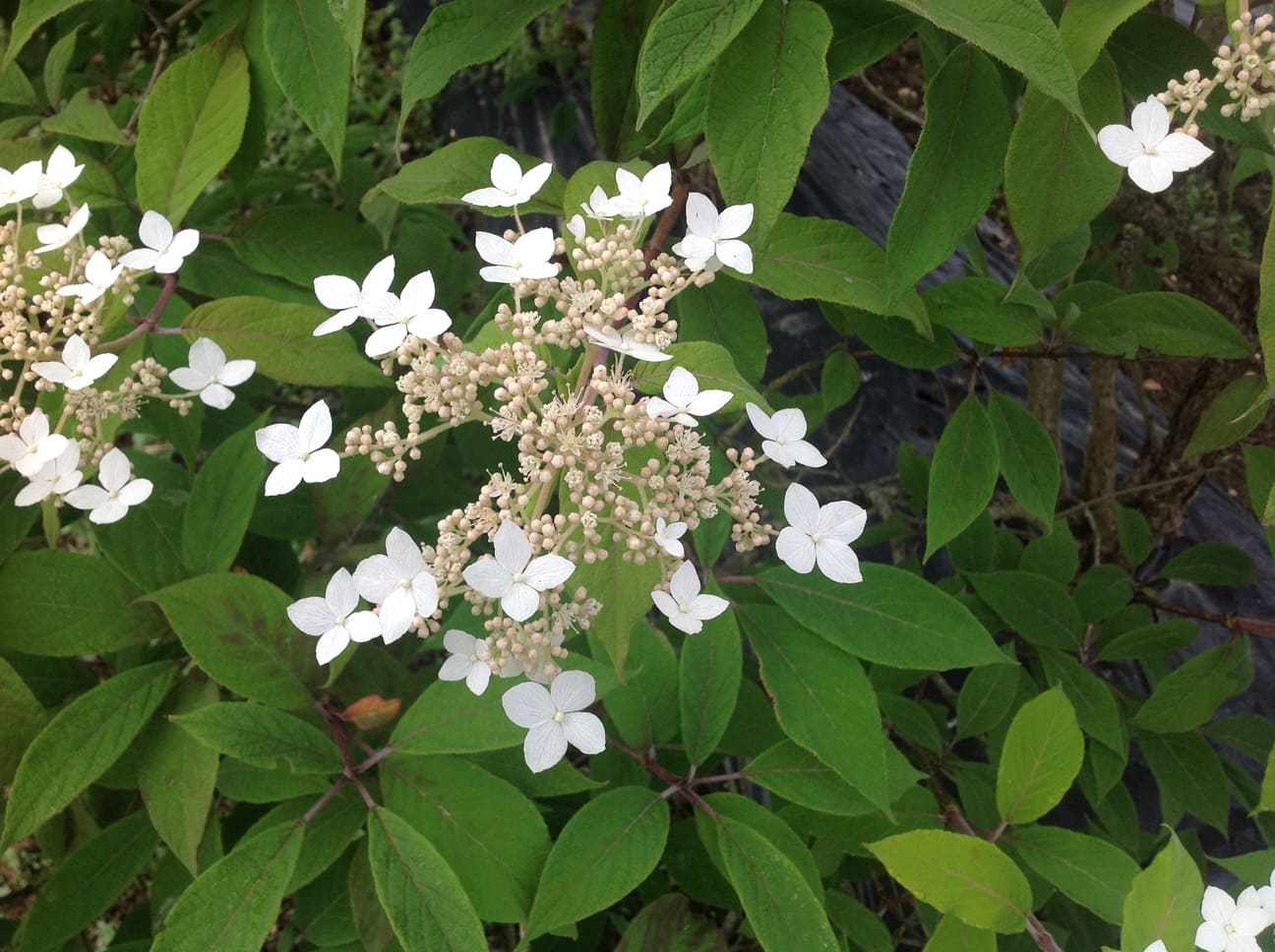 Hydrangea heteromalla Krista hortensia fleurs plates blanc godet
