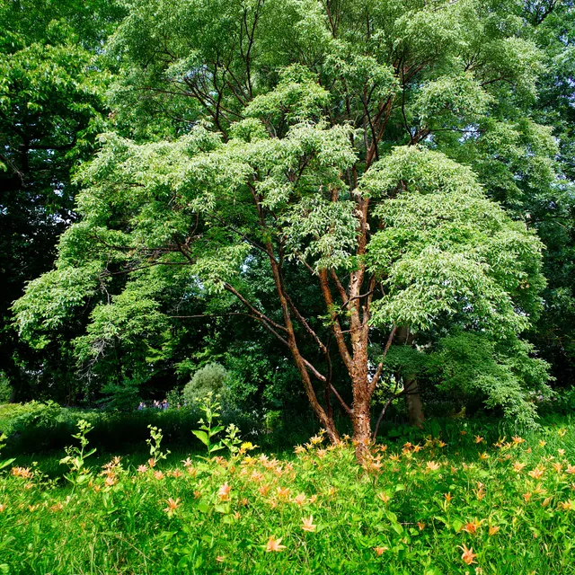 Bakker Érable écorce de papier Acer griseum pot Ø9cm