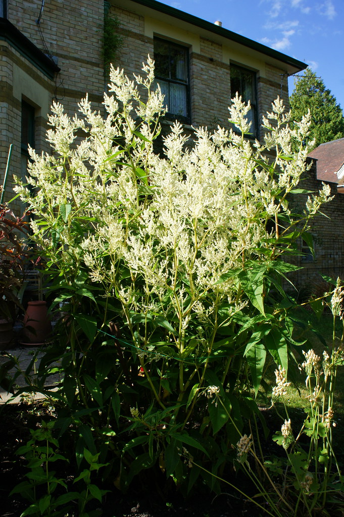 Passion Vivaces Persicaria Johanniswilke renouée compacte blanche