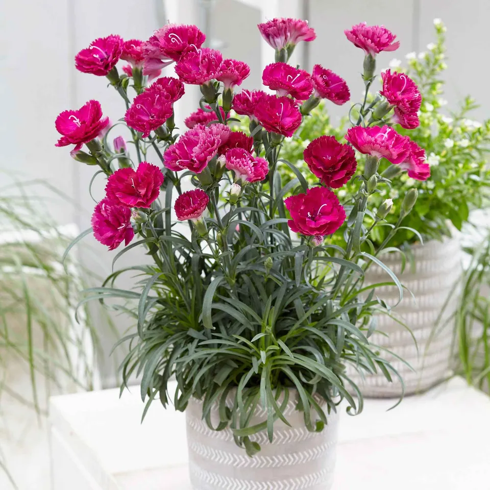 Bakker Fortuna œillet nain rose plante terrasse 2 pots Ø9cm parfum