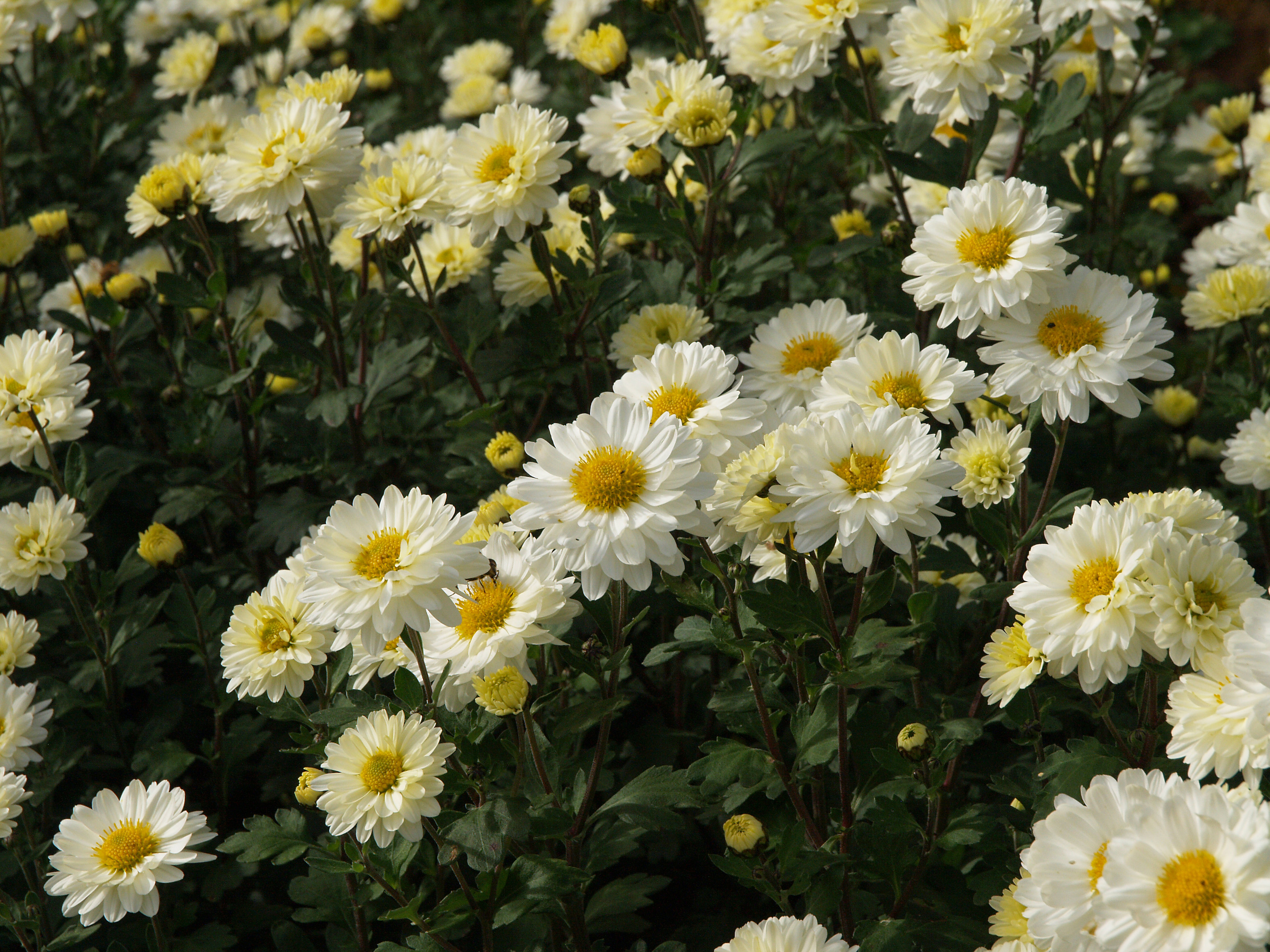 Passion Vivaces Chrysanthemum Poésie vivace pot 1L double