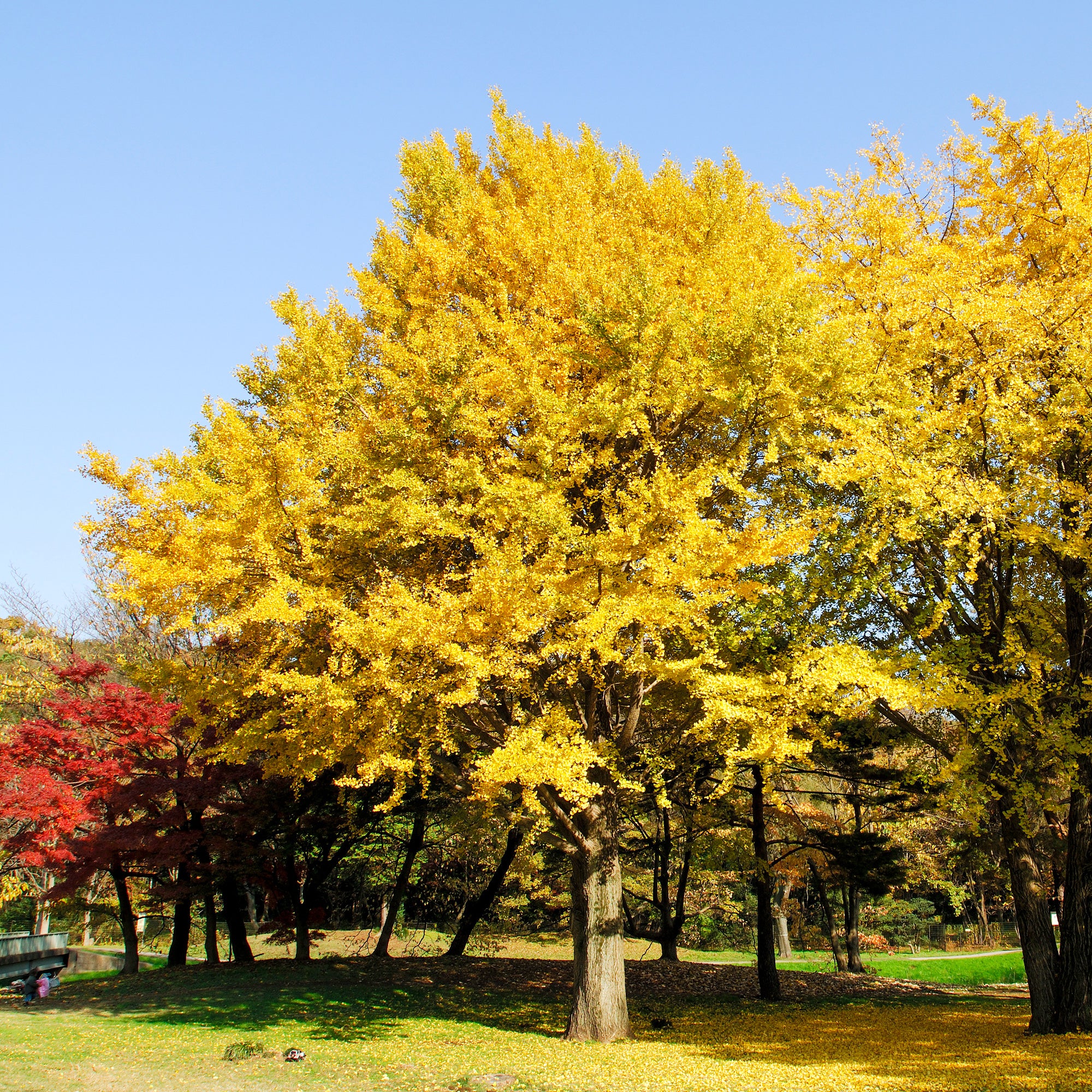 Bakker Ginkgo biloba arbre pot 3L 80-100cm jaune