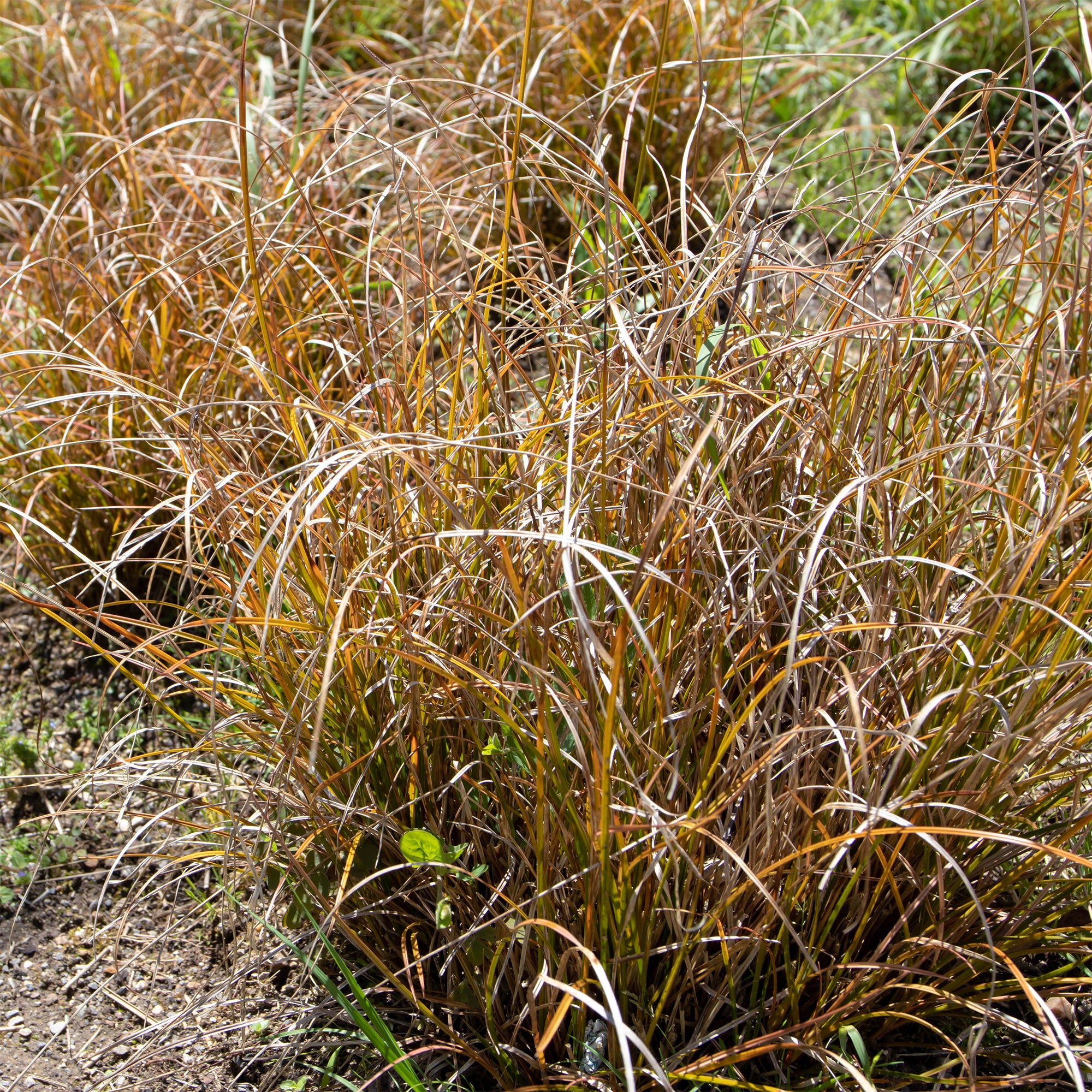 Bakker Carex testacea laîche orange pot 9cm soleil