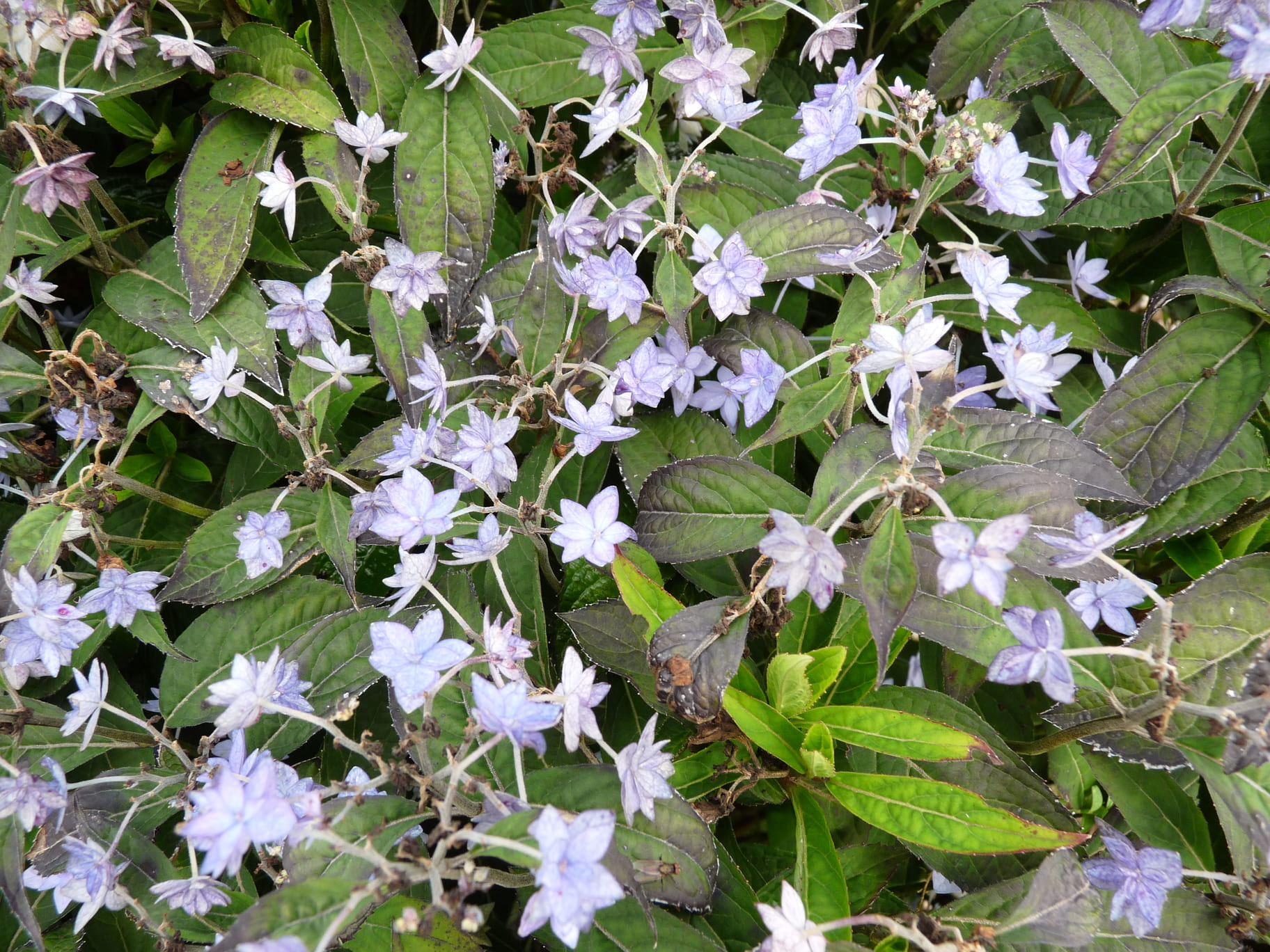 Les Hortensias du Haut Bois Hydrangea serrata Stellata hortensia fleurs doubles