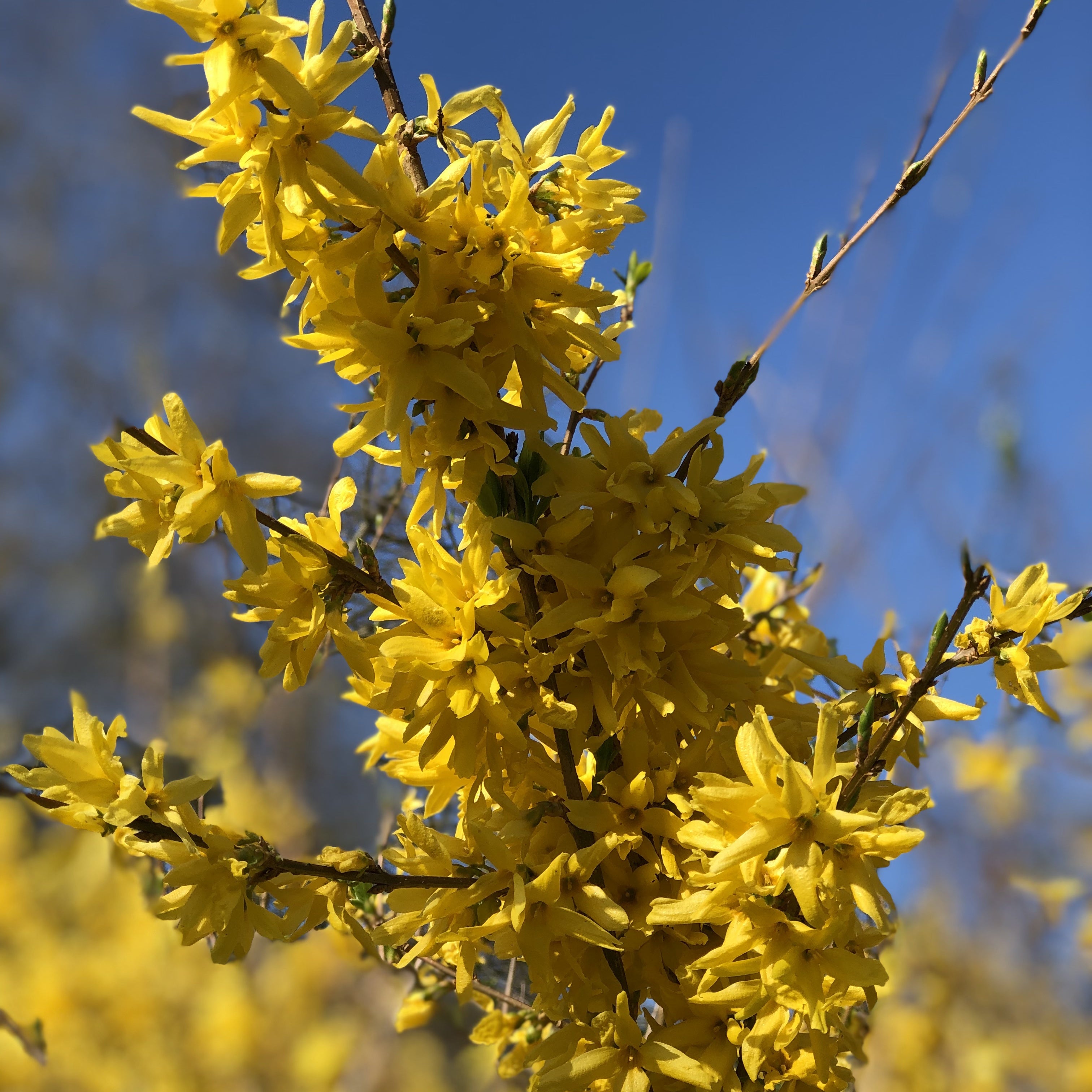 Bakker Spectabilis forsythia arbuste pot 1,5L jaune