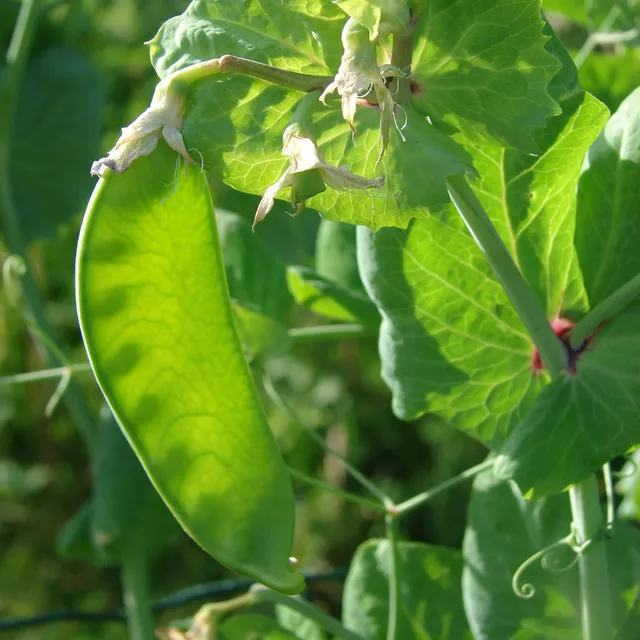 Bakker Potager Pois mangetout Héraut graines sachet 200g sucré