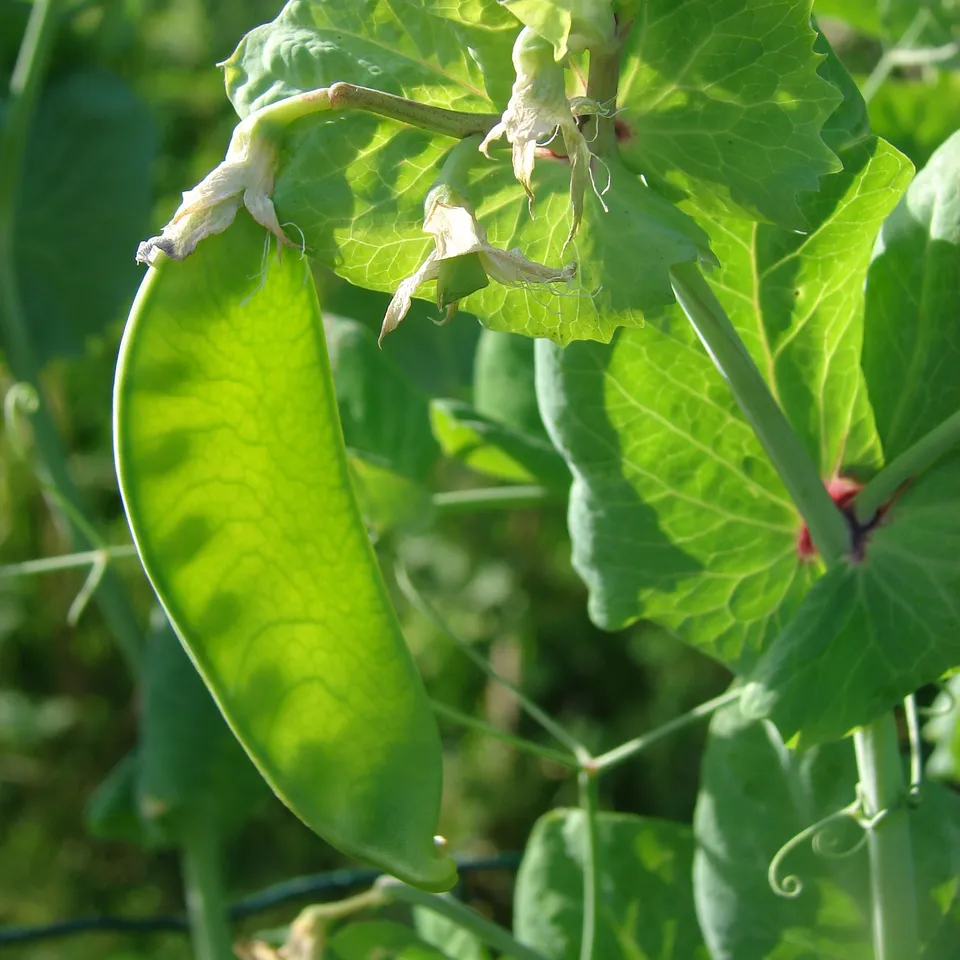 Bakker Potager Pois mangetout Héraut graines sachet 200g sucré