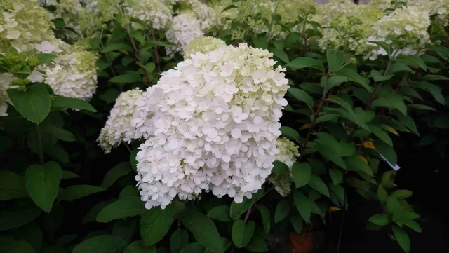 Les Hortensias du Haut Bois Bobo hortensia panicule blanc godet