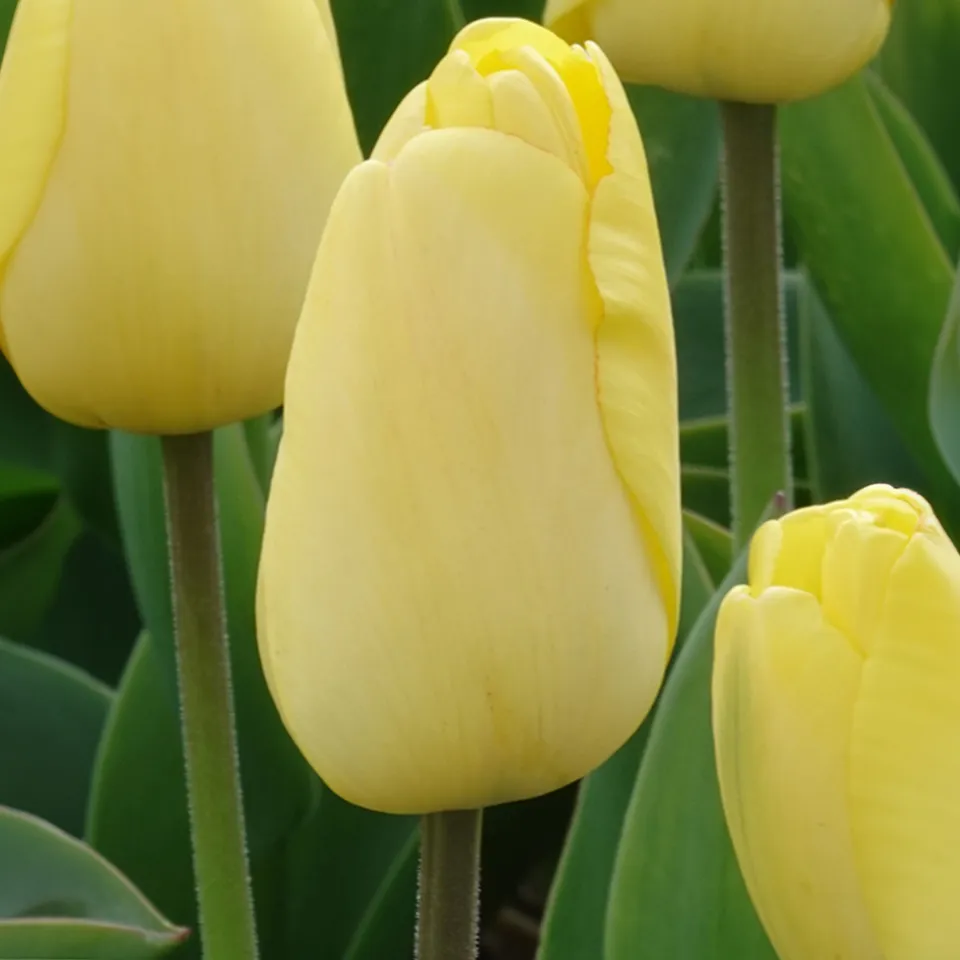 Bakker Bulbes à fleurs Tulipes Darwin Golden Parade bulbes 10 bulbes jaune