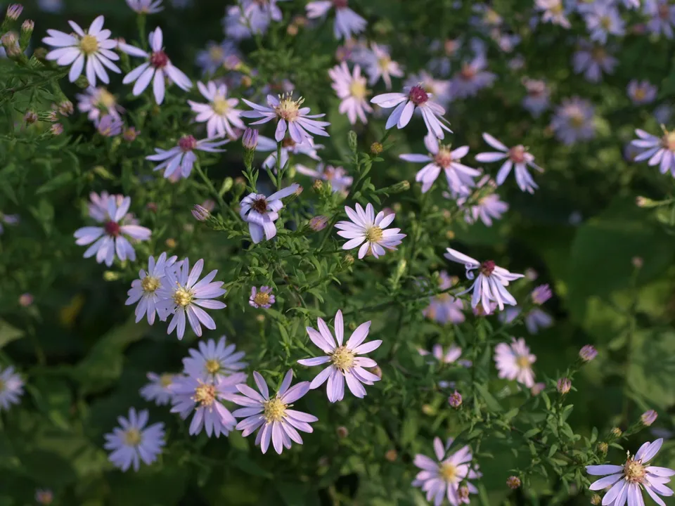 Passion Vivaces Aster Primrose Path plante vivace pot 1L bleu ciel
