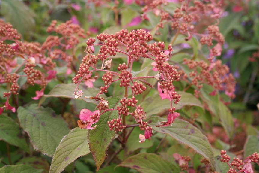 Les Hortensias du Haut Bois Willy hortensia heteromalla blanc