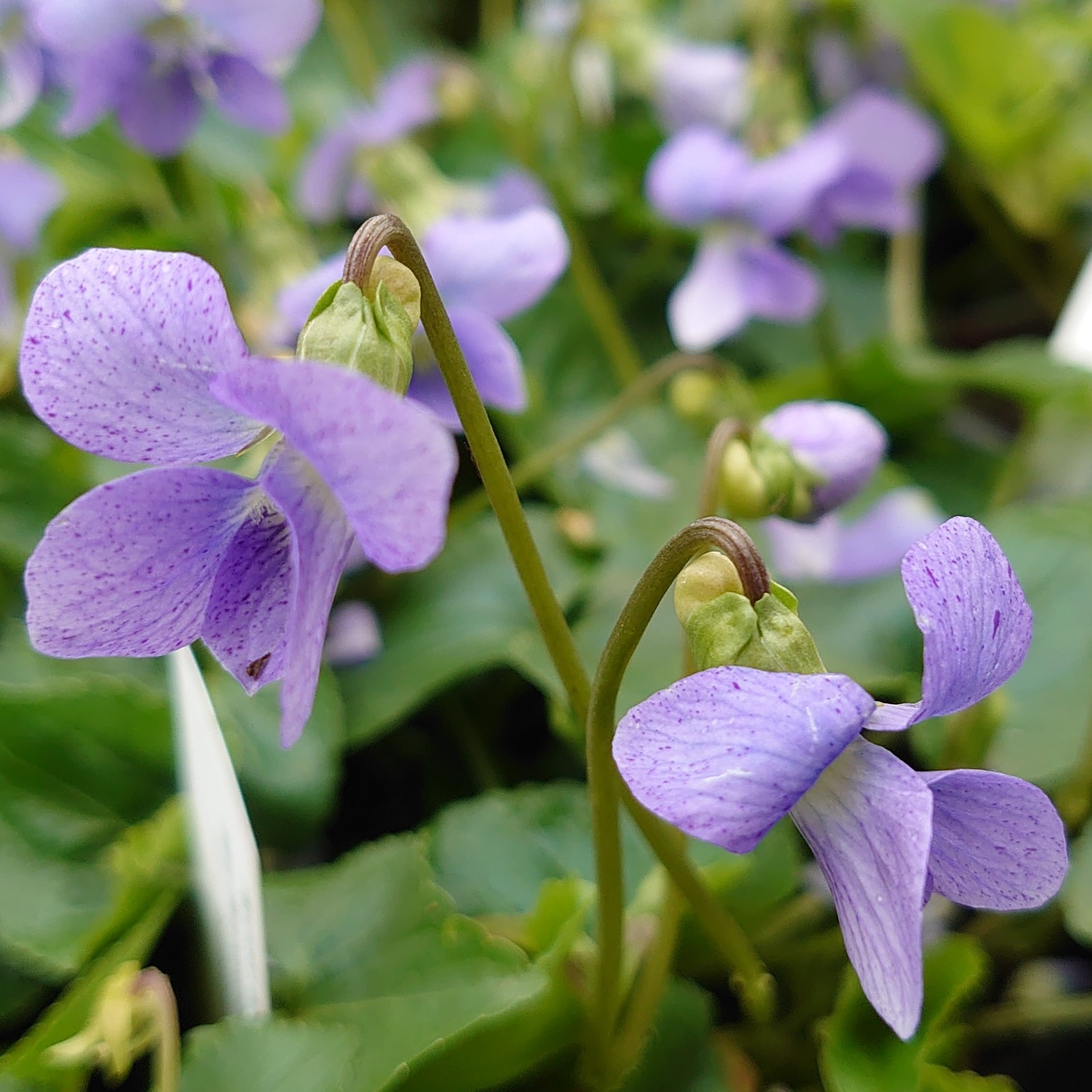 Viola sororia Dark Freckles plante vivace pot 1 L bleu violet