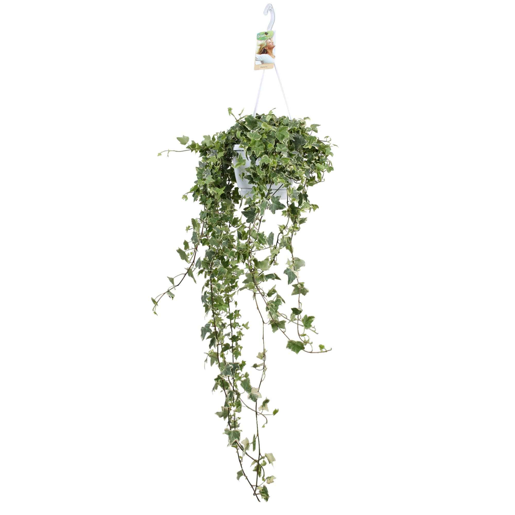 Bakker Eva lierre grimpant pot 13cm panaché retombant