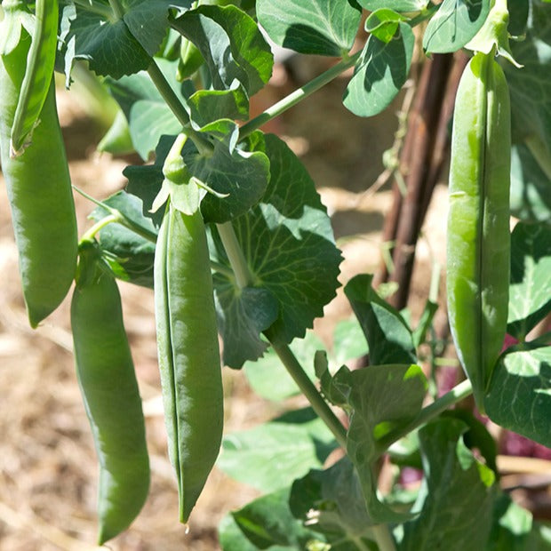 Bakker Potager Pois nain Petit Provençal sachet 200g précoce