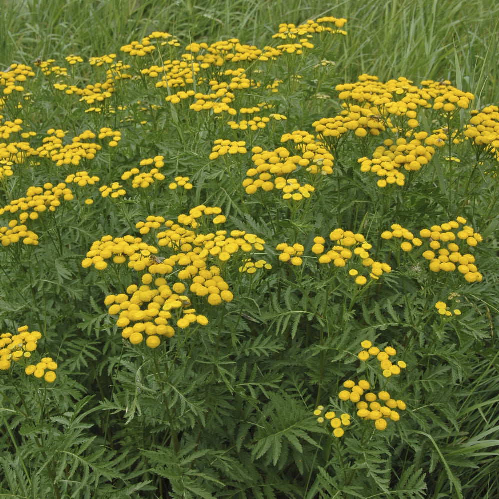 Bakker Plantes vivaces Tanaisie commune plante vivace pot 9cm fleurs jaunes