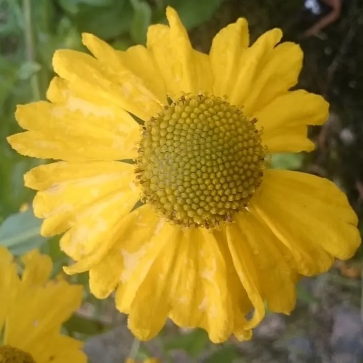 Passion Vivaces Helenium Butterpat plante vivace jaune or godet