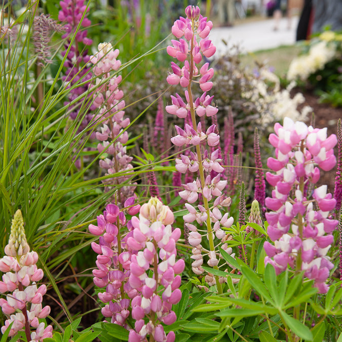 Bakker Lupin Gallery Pink vivace pot Ø 9cm rose