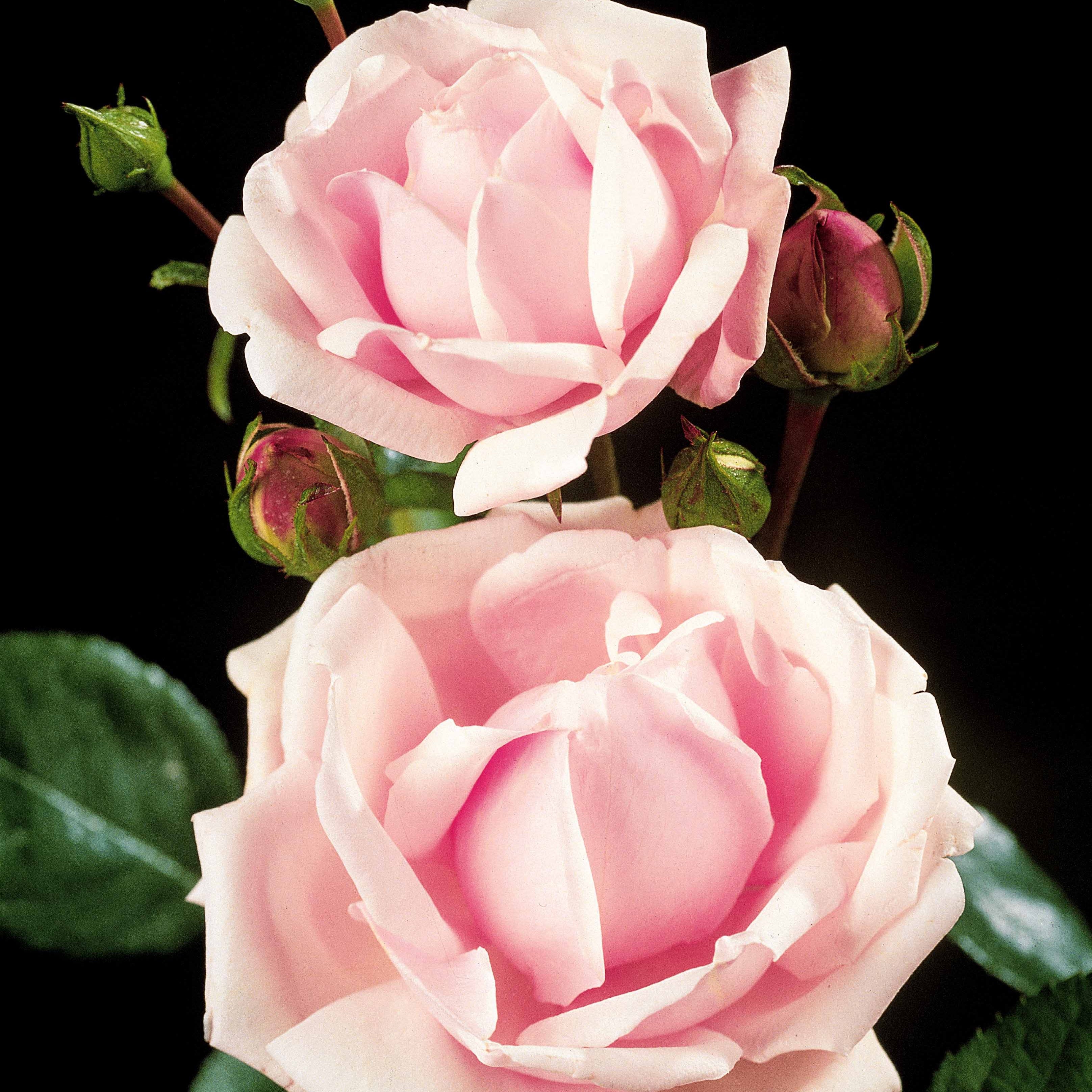 Bakker Rosier Cascade rose tige 100cm racine nue parfumé