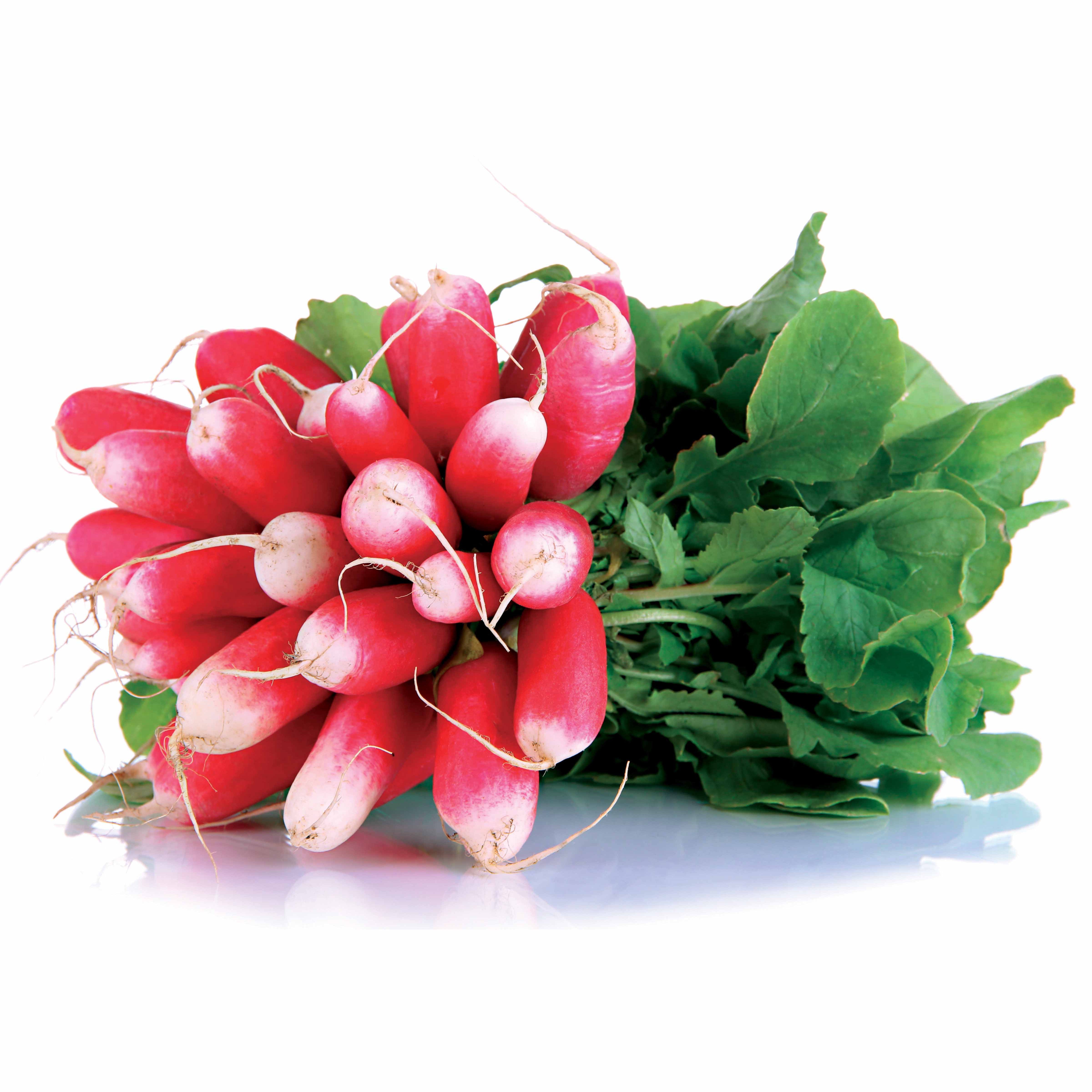 Bakker Radis 18 jours demi-long bio sachet 5g