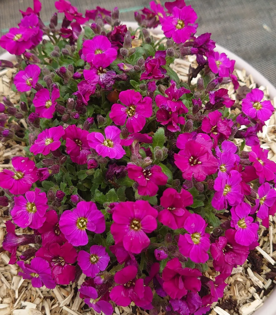 Passion Vivaces Aubrieta Burgundy aubriète pot 1 litre pourpre