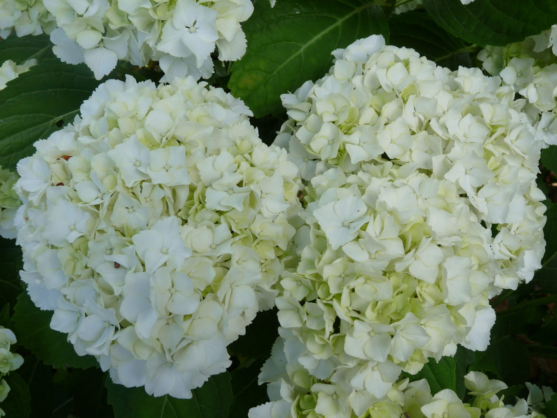 Les Hortensias du Haut Bois Ave Maria hortensia macrophylla fleurs rondes