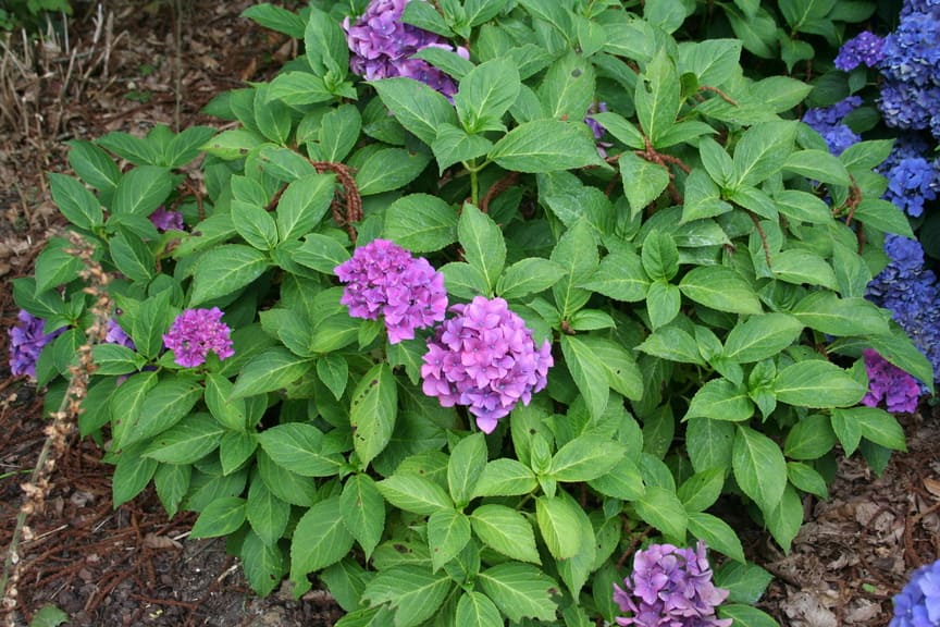 Les Hortensias du Haut Bois Rheinland hortensia macrophylla fleurs rondes