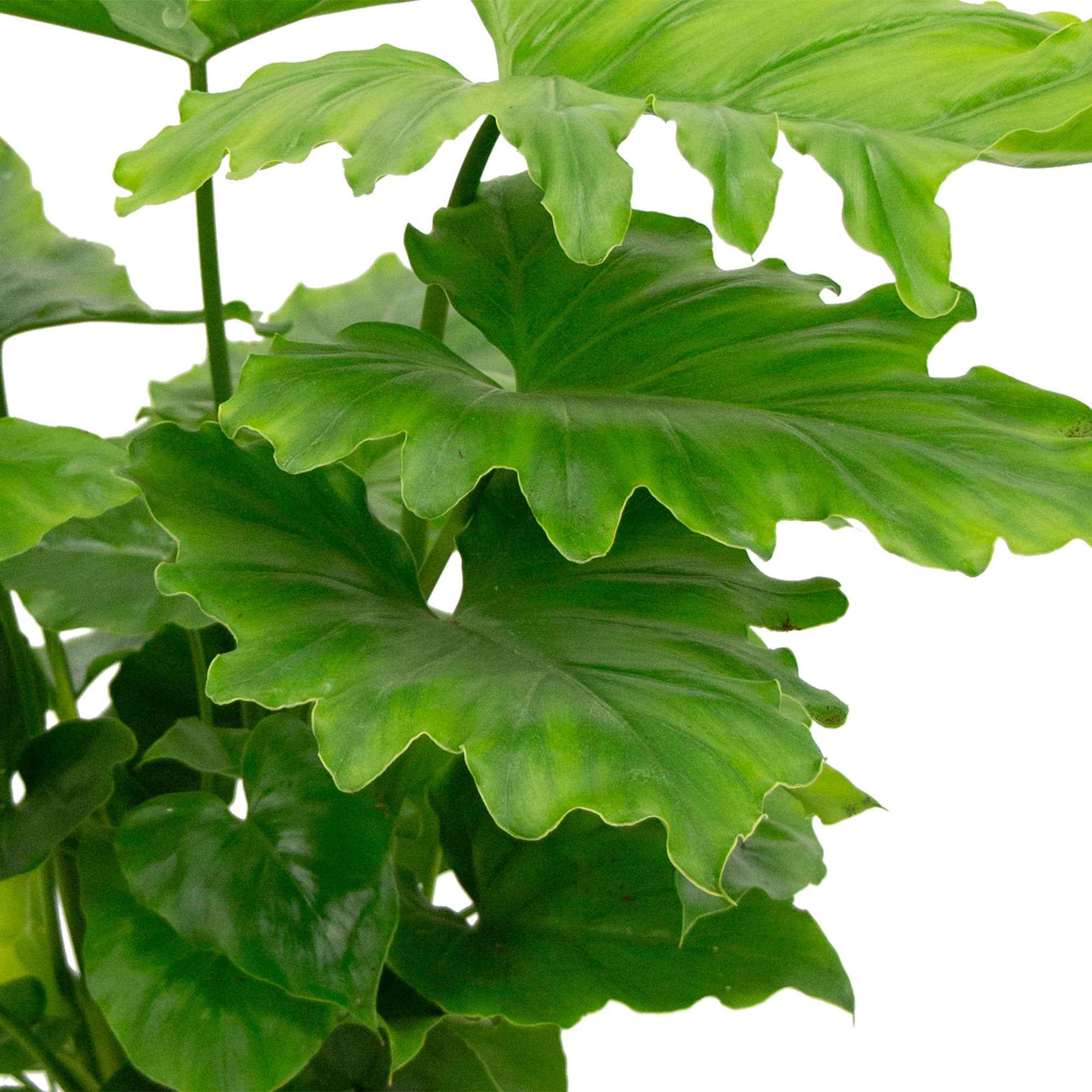 Bakker Monstera Shangri La philodendron pot 14 cm