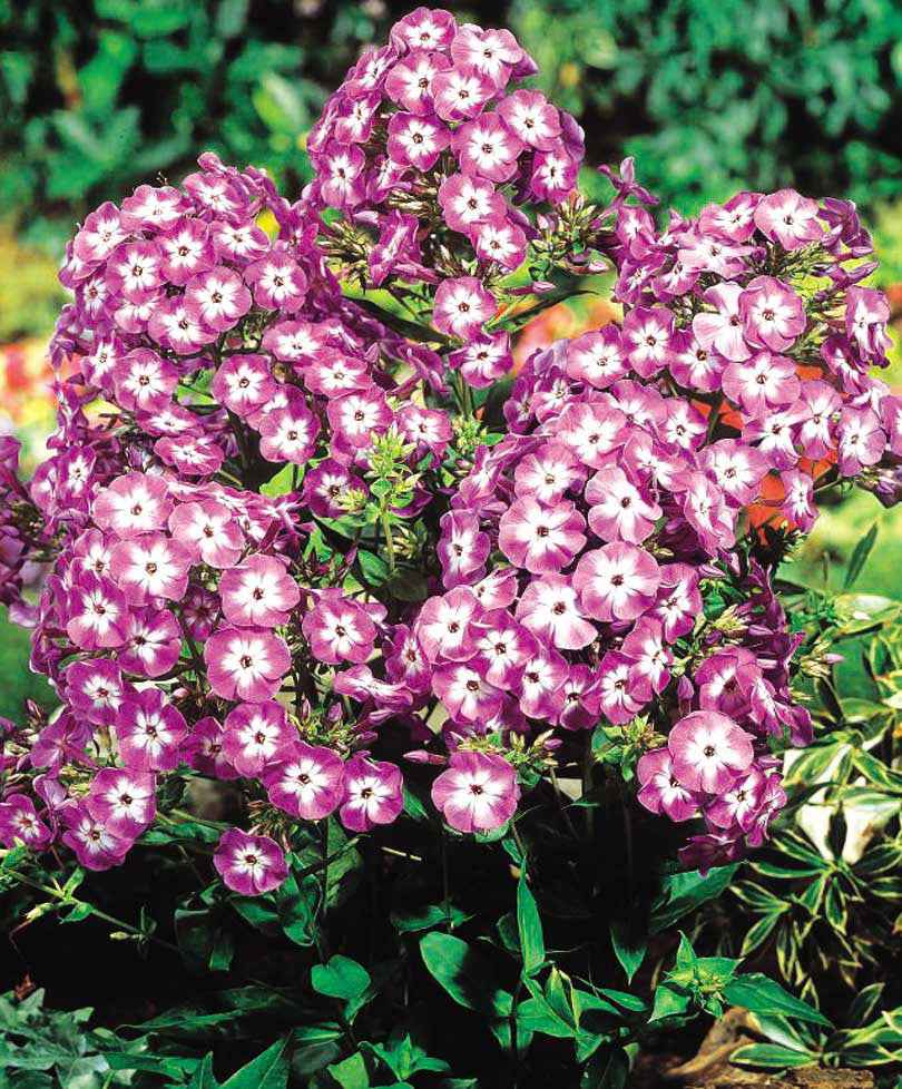 Bakker Phlox paniculé Laura vivace 3 pots Ø 9cm violet