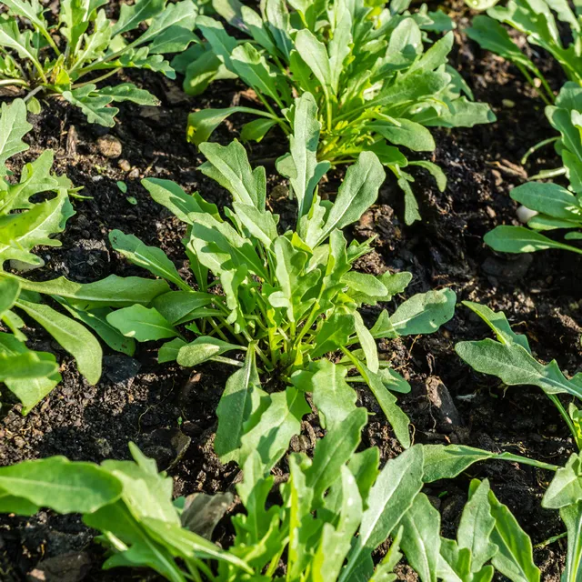 Bakker Roquette cultivée Bio graines sachet 3g salade