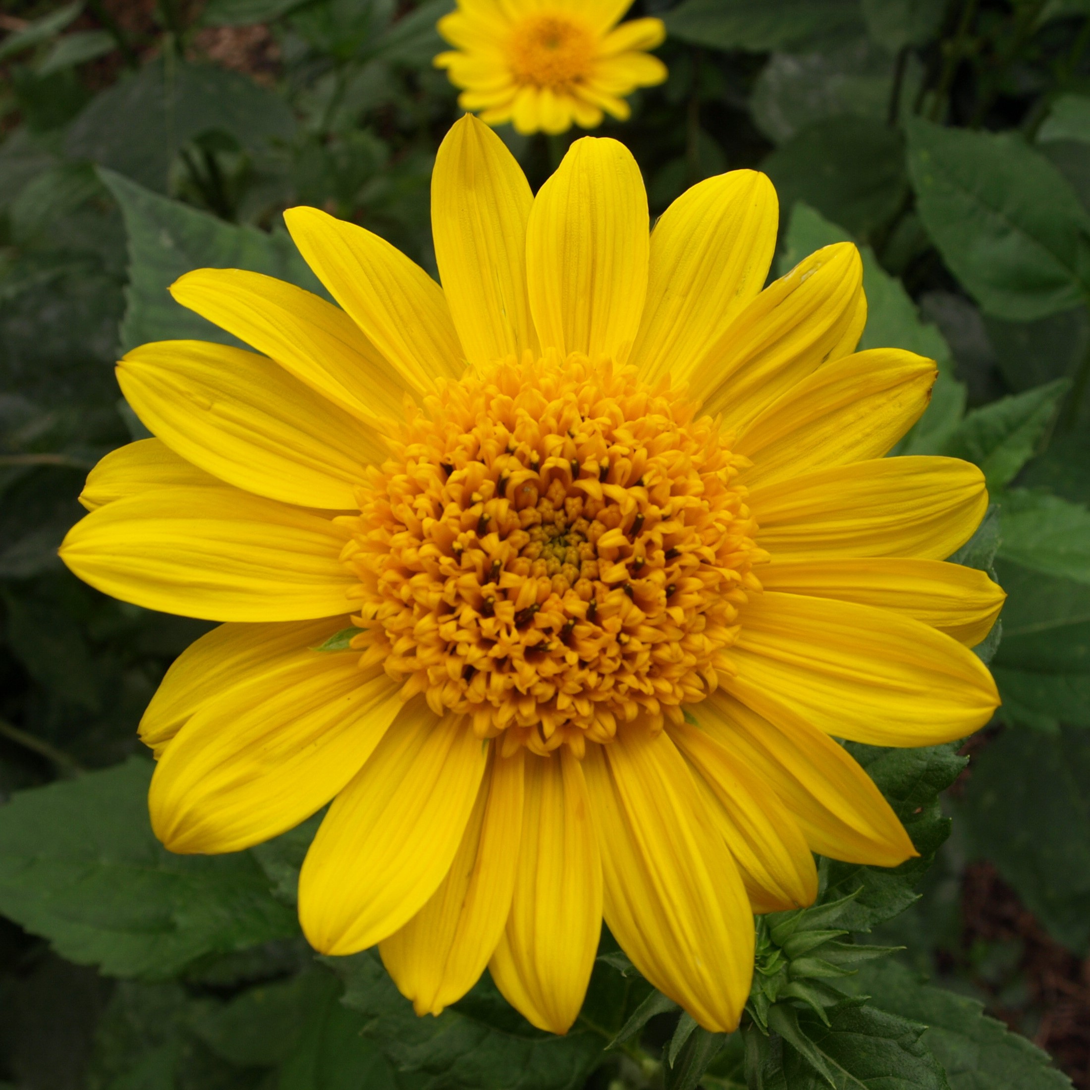 Passion Vivaces HELIANTHUS decapetalus Capenoch Star plante vivace godet jaune