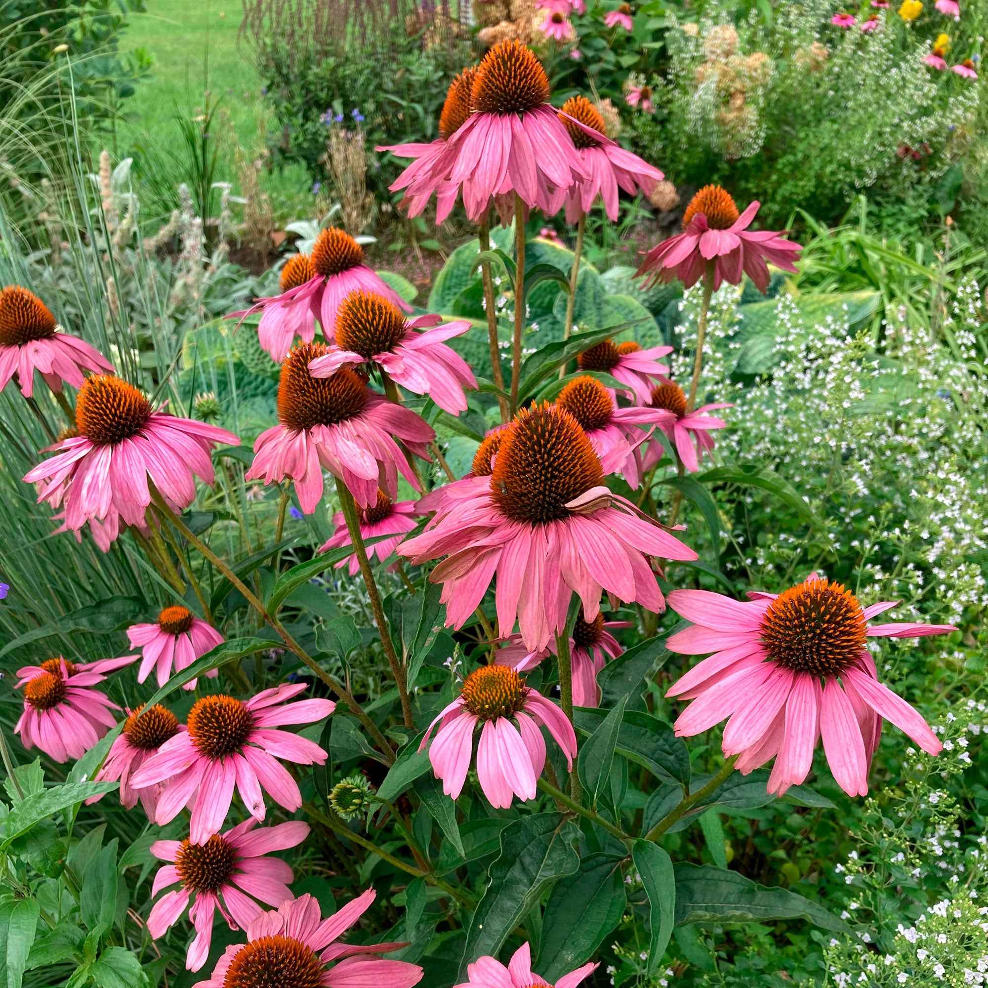 Bakker Vivaces Echinacée Magnus Superior vivace pot 9cm rose