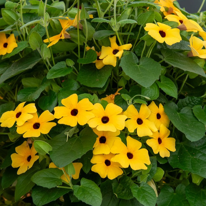 Bakker Suzanne aux yeux noirs plante grimpante pot jaune