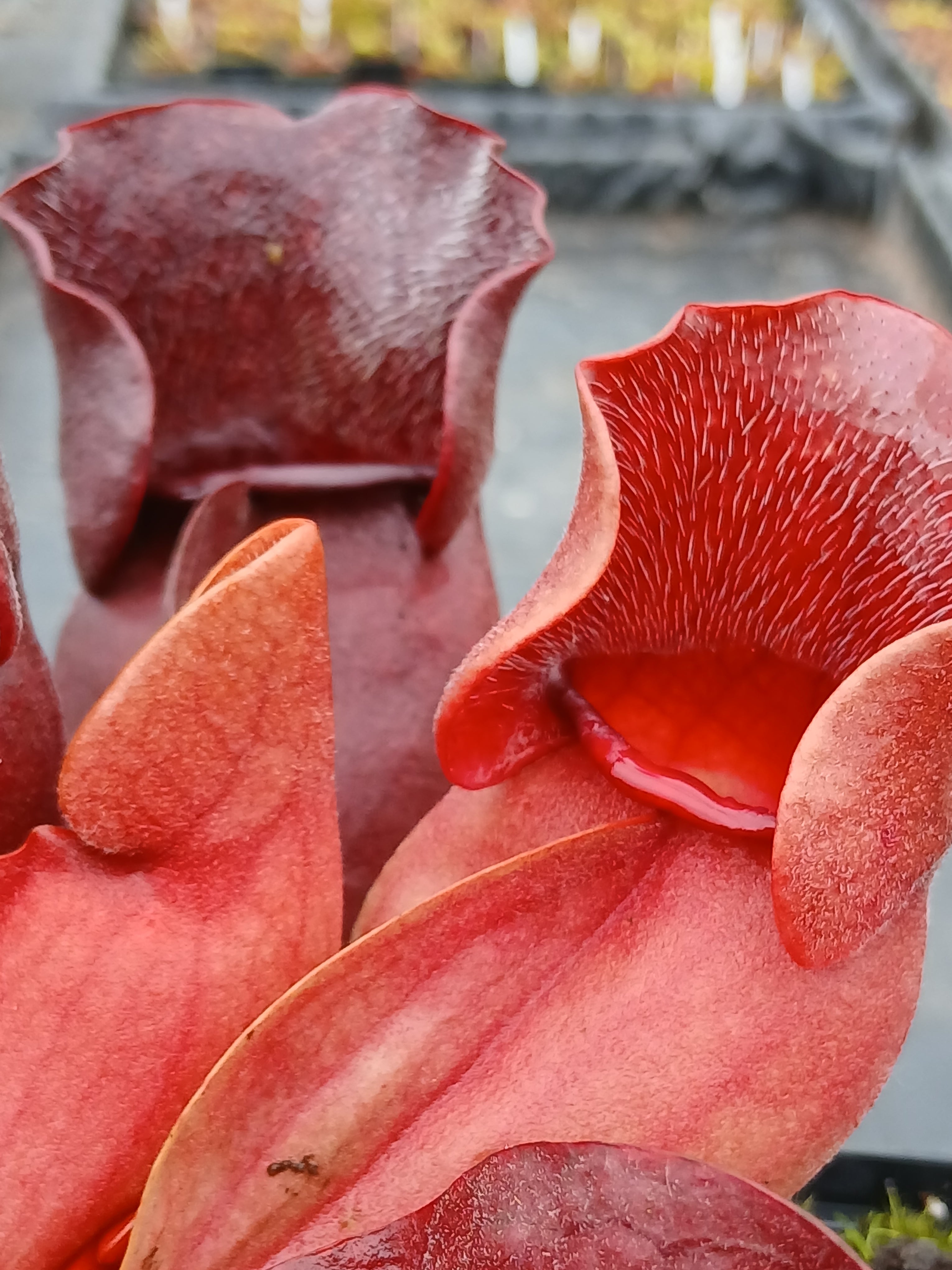 Carniflore Sarracenia purpurea burkii Louis Burke plante carnivore