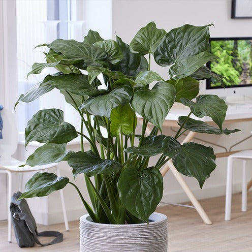 Bakker Alocasia Cucullata oreille éléphant pot 17cm