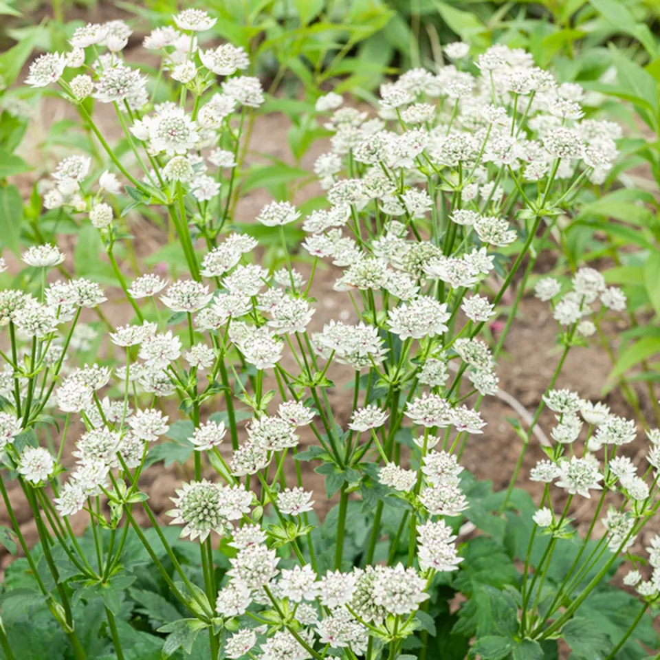 Bakker Star of Billion astrance vivace pot Ø 9cm blanche