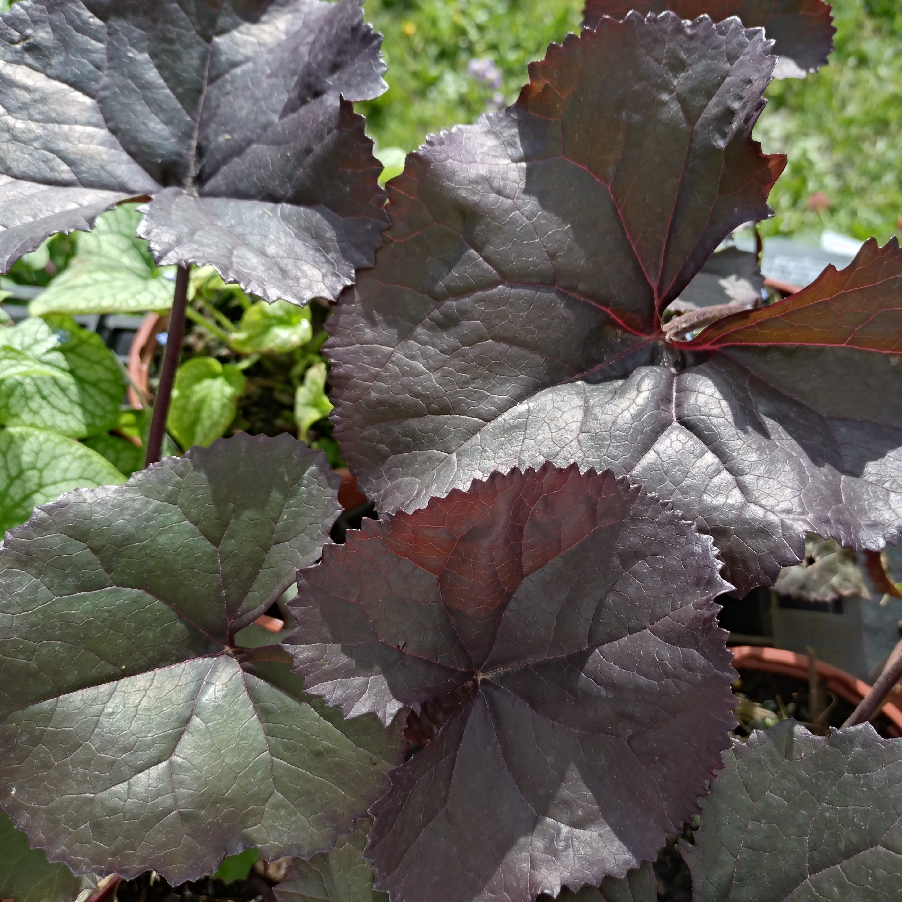 Passion Vivaces Ligularia desdemona Britt Marie plante pot 1L