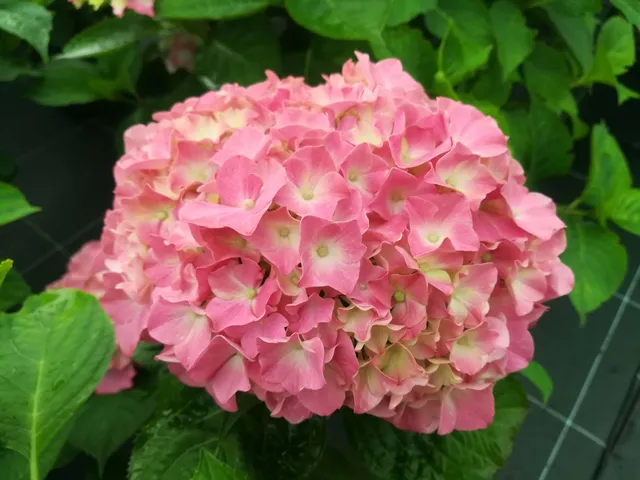 Les Hortensias du Haut Bois Président Doumer hortensia macrophylla rondes