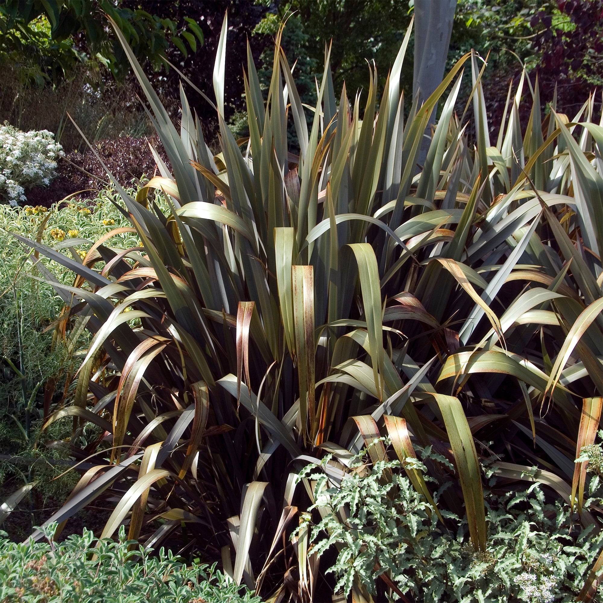 Bakker Phormium Bronze Baby lin pot 8cm feuillage bronze