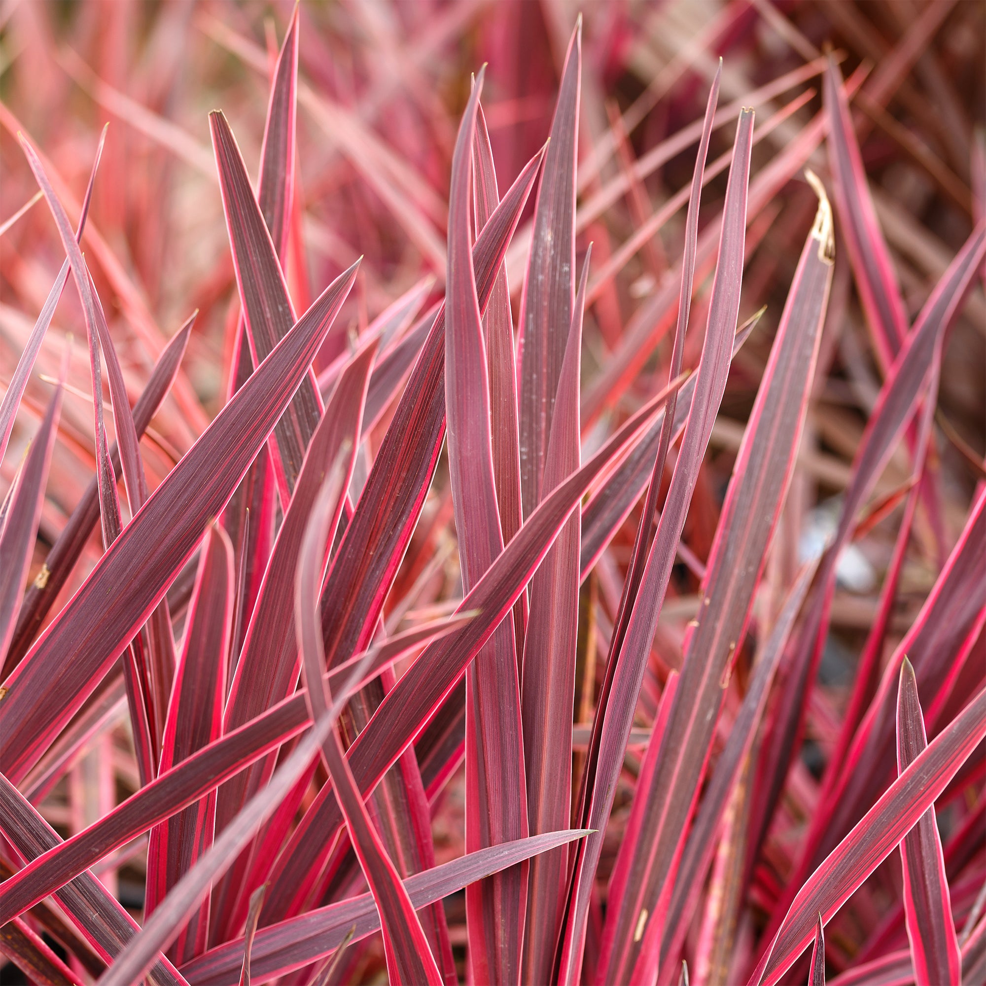 Bakker Cordyline Festival Raspberry arbuste pot Ø 9cm rose